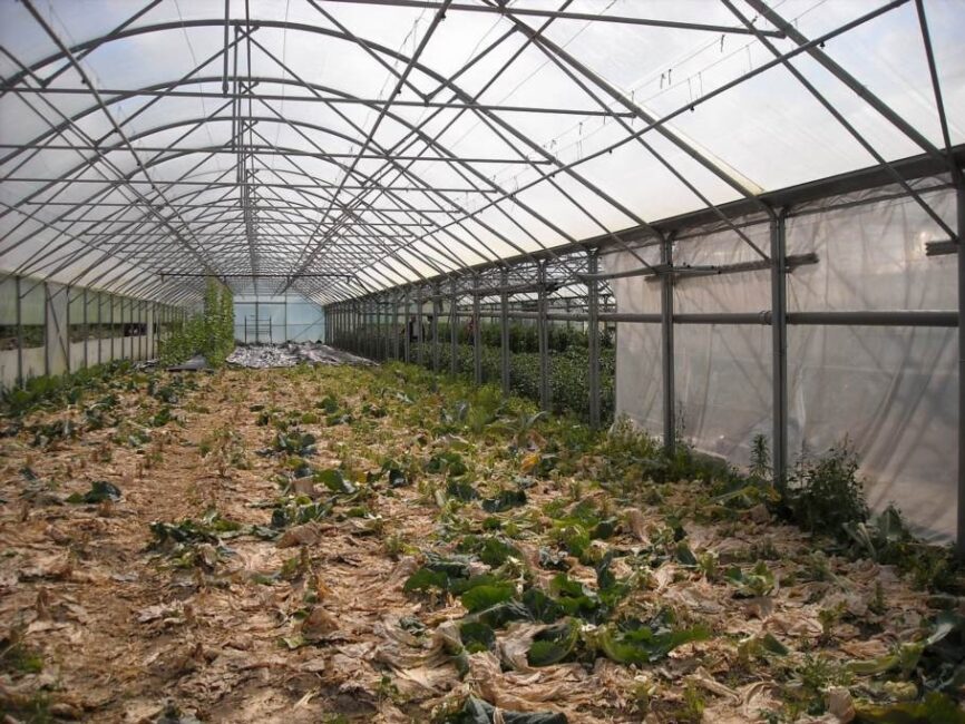 ogórki szklarniowe przycinanie